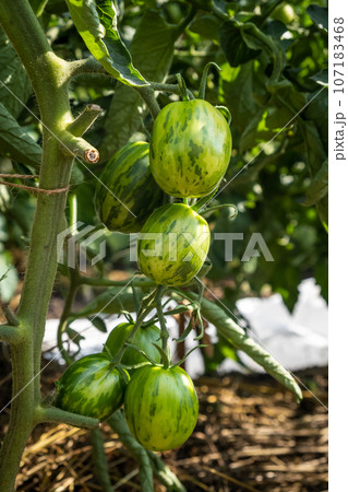 A lot of green tomatoes on a bush in a greenhouse. Tomato plants in greenhouse. Green tomatoes plantation. Organic farming, young tomato plants growth in greenhouse. 107183468