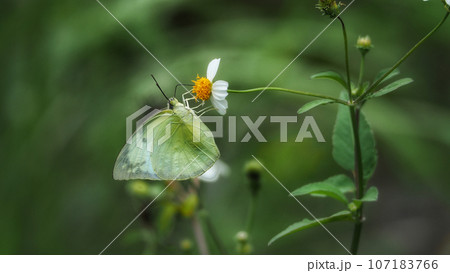 花にとまるウスキシロチョウ 花にとまるウスキシロチョウ 107183766