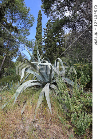 Mediterranean Vegetation Cactus Mediterranean Vegetation Cactus 107184075