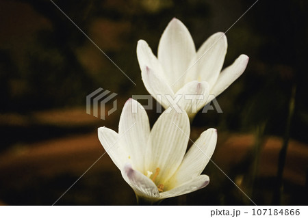 Pretty Iridaceous (Crocus) Plants in Full Bloom 107184866