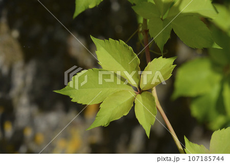 Virginia creeper 107185744