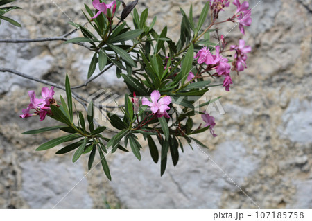 Common oleander 107185758