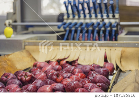 automatic apple picking line 107185816