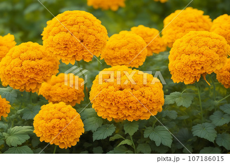Yellow marigold flowers in the garden. Marigold flower background 107186015