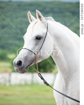 portrait of white beautiful  arabian stallion against mountain background. close up 107186089