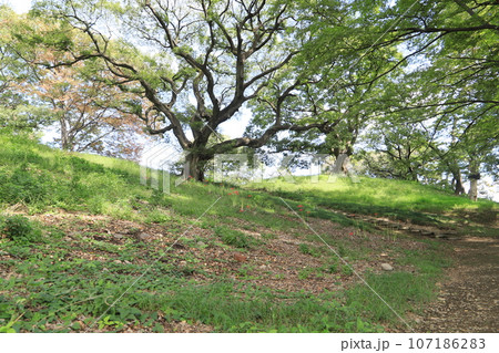 天川二子山古墳 107186283