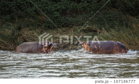 Hippopotamus in Kruger National park, South Africa Hippopotamus in Kruger National park, South Africa 107186777