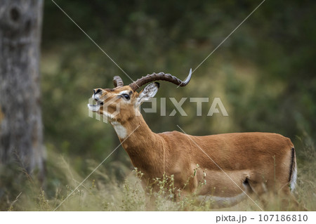 Common Impala in Kruger National park, South Africa Common Impala in Kruger National park, South Africa 107186810