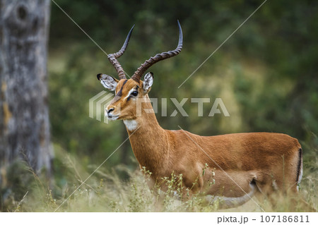 Common Impala in Kruger National park, South Africa Common Impala in Kruger National park, South Africa 107186811