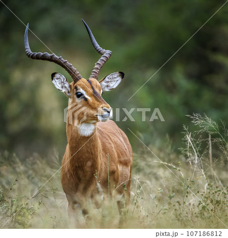 Common Impala in Kruger National park, South Africa 107186812