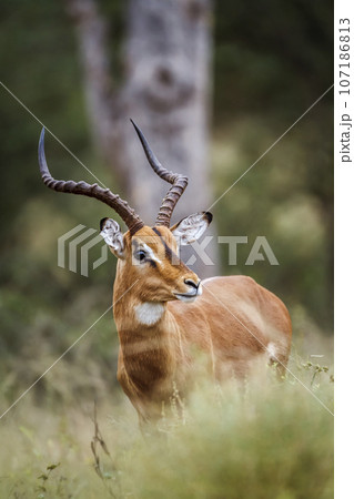 Common Impala in Kruger National park, South Africa 107186813