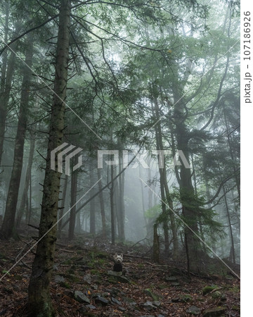 A small white dog in a gloomy foggy forest.An animal in a scary forest. Vertical frame. 107186926