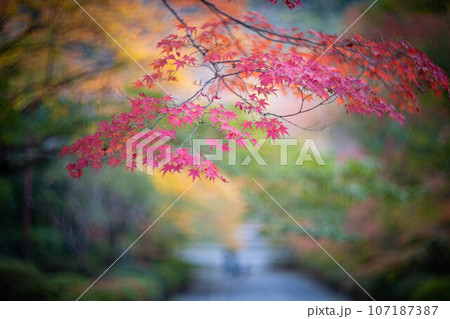 二尊院の秋、「紅葉の馬場」真っ赤に色づくカエデ 107187387