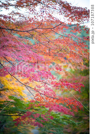 二尊院の秋、「紅葉の馬場」真っ赤に色づくカエデ 107187388