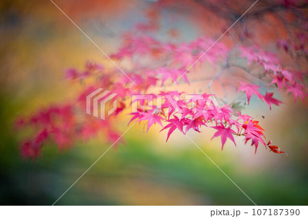 二尊院の秋、「紅葉の馬場」真っ赤に色づくカエデ 107187390