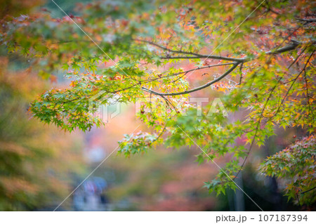 二尊院の秋、「紅葉の馬場」色づきはじめのカエデ 107187394
