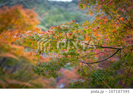 二尊院の秋、「紅葉の馬場」色づきはじめのカエデ 二尊院の秋、「紅葉の馬場」色づきはじめのカエデ 107187395