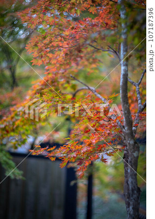 二尊院の秋、「紅葉の馬場」カラフルなカエデの紅葉 107187396