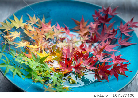 二尊院の秋、御園亭の縁側に飾られた紅葉の皿 二尊院の秋、御園亭の縁側に飾られた紅葉の皿 107187400