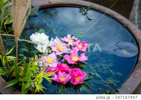 二尊院の秋、秋の花手水 二尊院の秋、秋の花手水 107187407