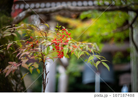 二尊院の秋、「しあわせの鐘」鐘楼前の紅葉風景、色づく南天の赤い実 二尊院の秋、「しあわせの鐘」鐘楼前の紅葉風景、色づく南天の赤い実 107187408