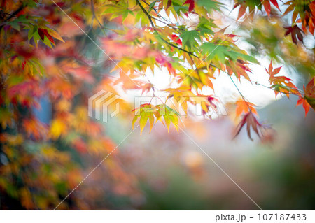 二尊院の秋、秋の光とカエデの紅葉、色づき始めの賑やかな色彩 107187433