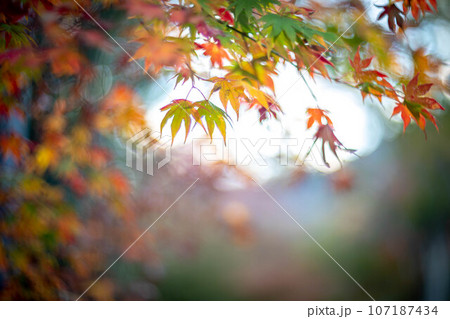 二尊院の秋、秋の光とカエデの紅葉、色づき始めの賑やかな色彩 107187434