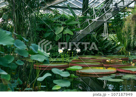lotuses and water lilies growing in a large greenhouse 107187949