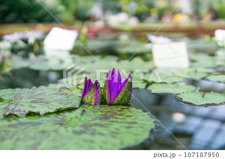 purple buds of a tropical water lily before flowering in a greenhouse pool 107187950