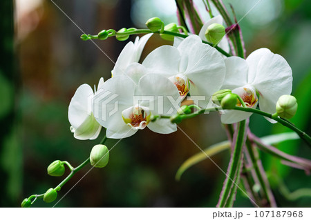 blooming white moth orchid among tropical vegetation close-up blooming white moth orchid among tropical vegetation close-up 107187968