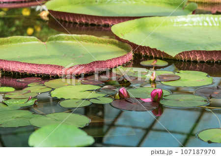 purple buds of a tropical water lily before flowering in a greenhouse pool purple buds of a tropical water lily before flowering in a greenhouse pool 107187970