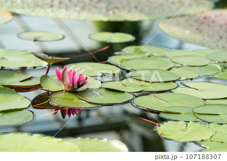 red water lily blooms among aquatic plants 107188307