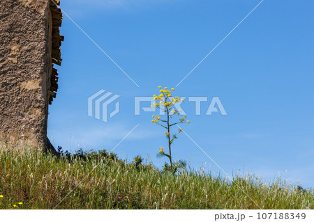 Nature near Castelvetrano in western Sicily 107188349