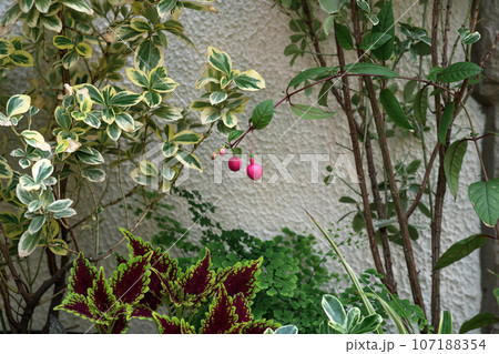 decorative plants in landscape design against a white wall 107188354