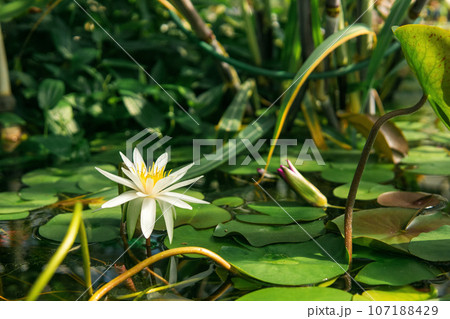 white water lily blooms among aquatic plants white water lily blooms among aquatic plants 107188429
