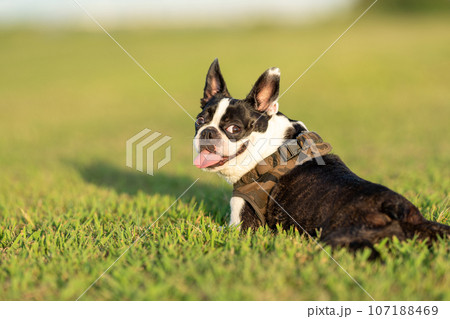 ボストンテリア 107188469