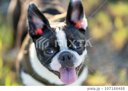 ボストンテリア 107188488