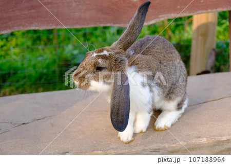 A spotted rabbit sits on a large wooden bench. Animals in the open without cages 107188964