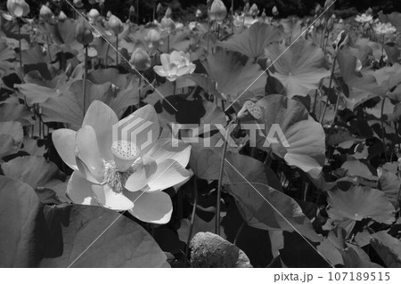 初夏の蓮畑に咲く蓮の花 初夏の蓮畑に咲く蓮の花 107189515