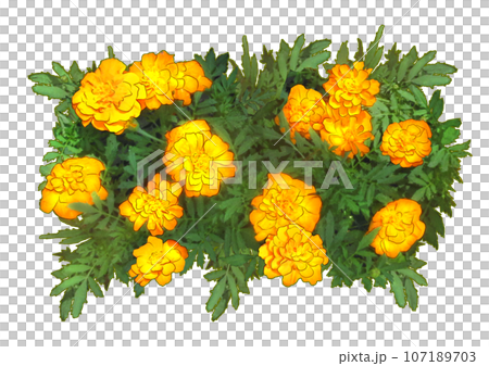 Marigold Yellow Marigold Yellow 107189703