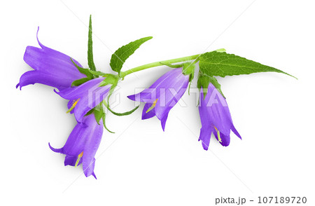 Campanula flower isolated on white background. Top view. Flat lay 107189720