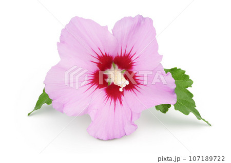 Pink hibiscus flower isolated on white background 107189722