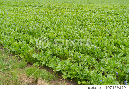 Sugar Beet Field, Turnips, Rutabagas, Young Beets Leaves, Sugar Beet Agriculture Landscape Sugar Beet Field, Turnips, Rutabagas, Young Beets Leaves, Sugar Beet Agriculture Landscape 107189899