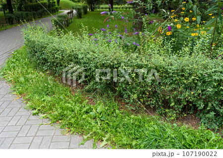 Green Hedge Texture Background, Leaves Wallpaper, Foliage Pattern, Green Plant Wall Mockup Green Hedge Texture Background, Leaves Wallpaper, Foliage Pattern, Green Plant Wall Mockup 107190022