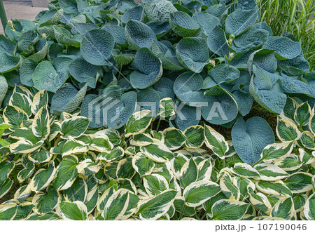 Hosta Leaves Texture Background, Hostas Leaf Nature Pattern, Big Daddy Leaves, Plantain Lilies 107190046