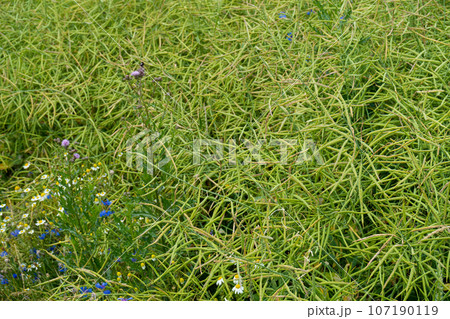 Ripe Canola Field, Green Rapeseed Pods, Mustard Plant Harvest, Oil Plants Farm, Rapeseed Pods Closeup Ripe Canola Field, Green Rapeseed Pods, Mustard Plant Harvest, Oil Plants Farm, Rapeseed Pods Closeup 107190119