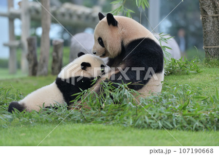 優浜におっぱいを与える良浜ママ 107190668