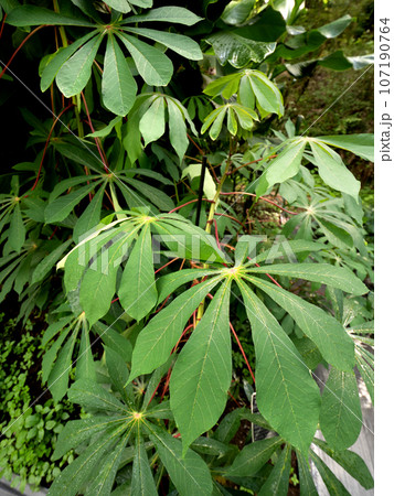 キャッサバ 107190764