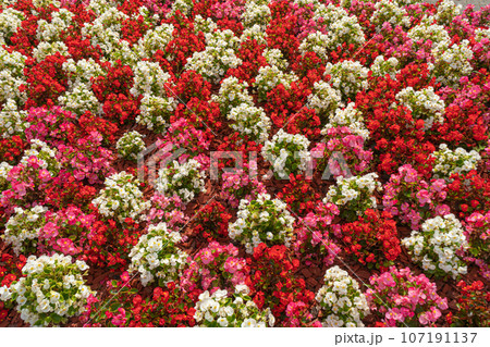 Flowers Texture Background, Street Bed Pattern, Modern City Floristry, Urban Flowerbeds Design, City Flowers Flowers Texture Background, Street Bed Pattern, Modern City Floristry, Urban Flowerbeds Design, City Flowers 107191137