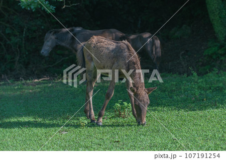 都井岬の野生馬 107191254